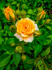 yellow roses