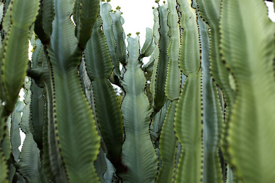 Green Cactus 