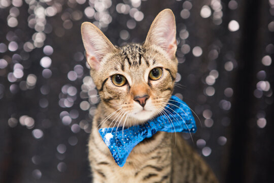 Cute Tabby Kitten Wearing Blue Bowtie