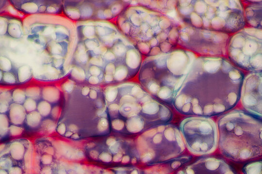 Cinnamon bark plant cells micrograph