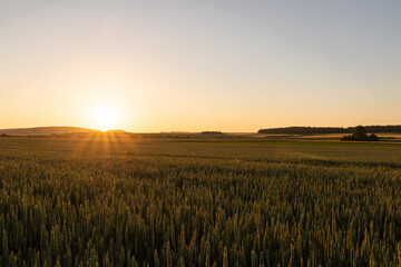 Obraz premium wheat field at sunset