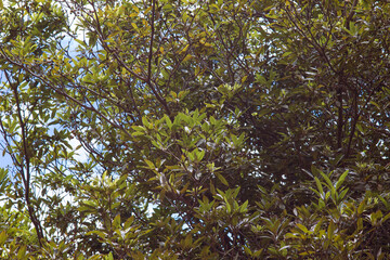 Ramas de un árbol frondoso