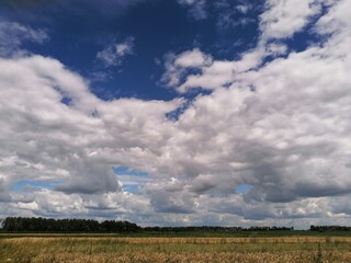 Obraz na płótnie Canvas Wheatfield and blue sky with white clouds, clouds over the field