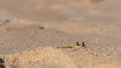 hidden crab