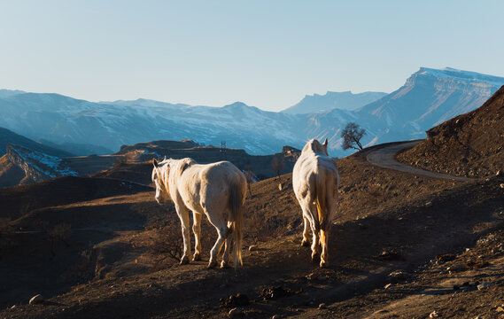 Local mountain animals