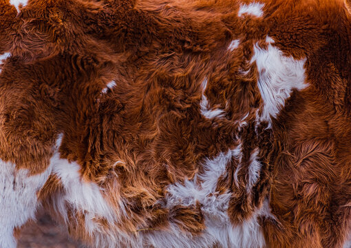 Cow wool close up