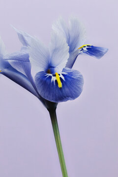 Iris flower against purple background