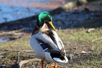 Männliche Stockente