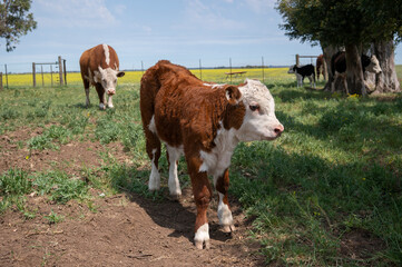 Hereford breed cow calf with her mother