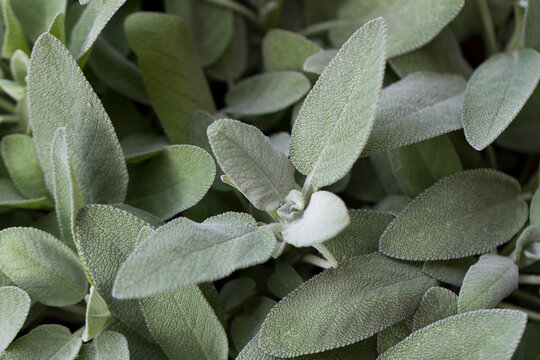 sage