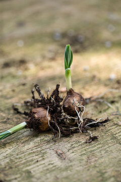 Snowdrops plugs ready to be planted