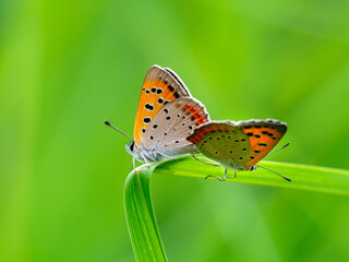 ベニシジミの交尾