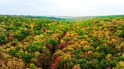 Obraz premium autumn forest Aerial view of texture colored forest. beautiful autumn landscape.