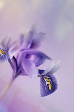 Purple iris behind glass with reflections