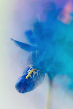 Kaleidoscopic petals around flower head