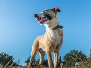 Angular shot from below of a dog
