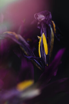 Yellow pollen and dark purple flower