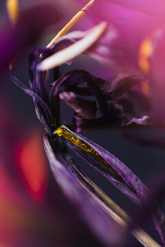 Macro of flower with light leaks