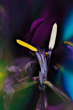Macro of flower behind prism
