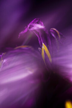 Open flower emitting rays of light