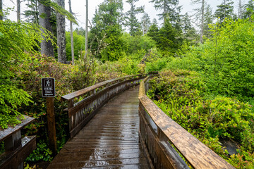 Fototapeta na wymiar A boardwalk through an old growth forest near Rockaway on the Oregon coast