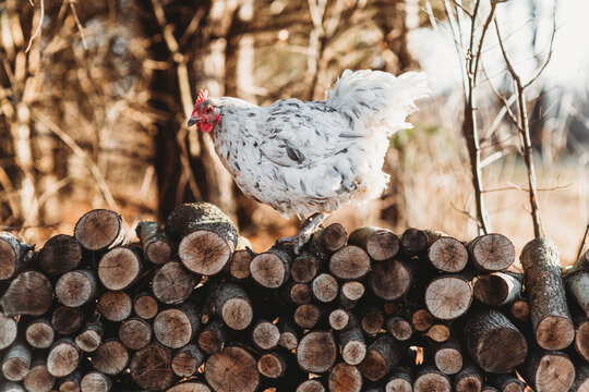 Chicken free ranging