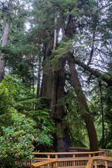 A boardwalk surrounding an old growth cedar tree in a park near Rockaway on the Oregon coast