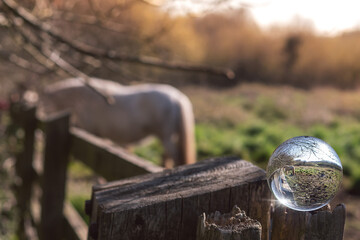 White horse grazing grass by a wooden fence, View through a glass ball, selective focus, warm sunny day. Equestrian background