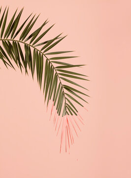 pink palm leaf