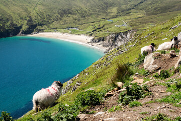 Flock of sheep on a cliff. Beautiful Keem bay and sandy beach in the background. Warm sunny day. Achill island, county Mayo, Ireland, Irish landscape. Travel landmark. Clean blue sky, sunny weather