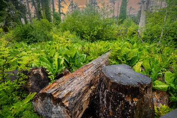 Plants with huge green leaves in an old growth forest near Rockaway on the Oregon coast