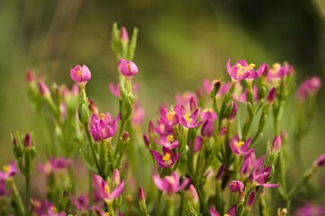 group of small pink flowers blurred on green background
