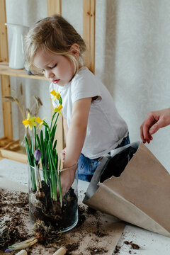 Little gardener planting spring flowers