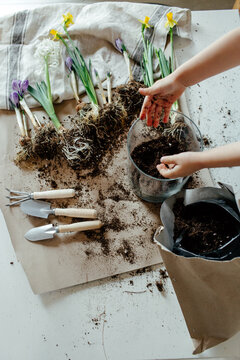 Crop child putting soil into pot