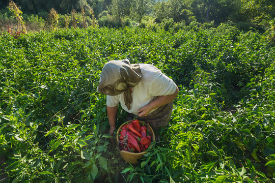 Red Pepper Harvest