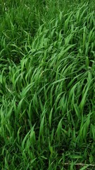 green grass background