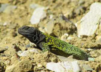 animal, reptile, lagarto,  verde, negro, vida silvestre, naturaleza, roca, desierto, calor,  depredador, naturaleza, aire libre, Cordilleras,  fauna,  bicho