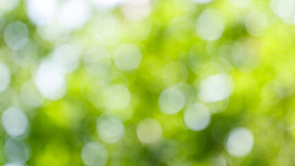 Blurred greenery leaves of tree forest