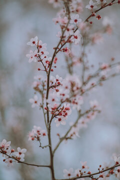 Cherry blossom flower close up