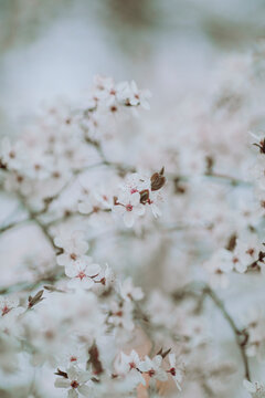 Cherry blossom flower close up