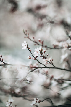 Delicate scene of  cherry blossoms close up