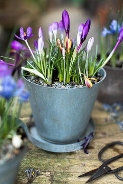 Scissors close to multi flower pot