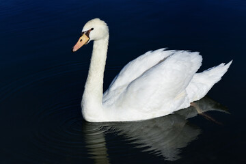 A white swan swims in dark water. The surface draws large circles