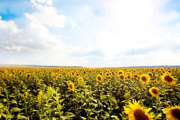 Obraz premium Sunflower.