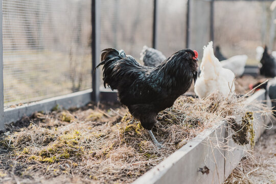Chickens in the garden
