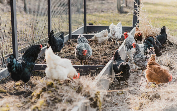 Chickens in the garden