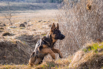 Young German Shepherd dog running outdoors through dry grass