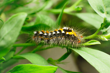Hairy caterpillar on juicy fresh green leaves. Furry caterpillar against soft blurred background