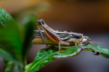 grasshopper perched on a leaf with dew drops