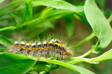 Portrait of young beautiful caterpillar with long hair colored with yellow white and black